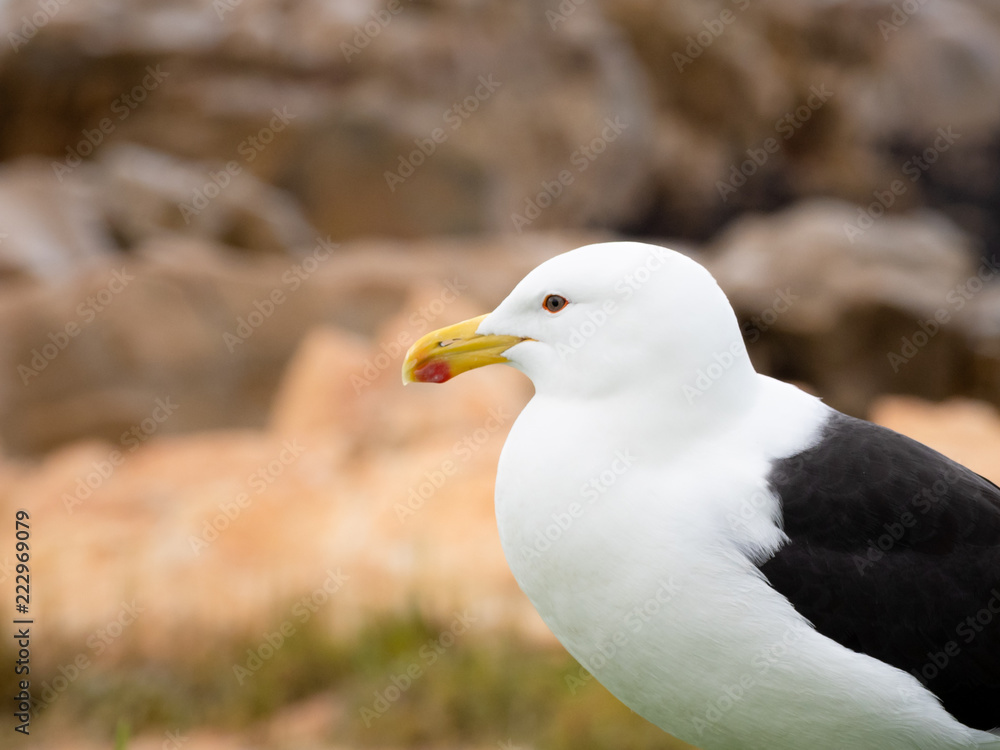 Portrait of a Kelp Gull