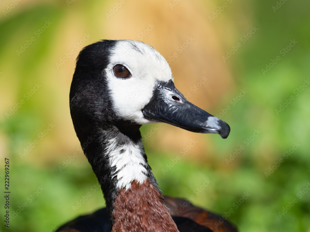 Portrait of a White-faced Whistling Duck Portrait of a White-faced Whistling Duck