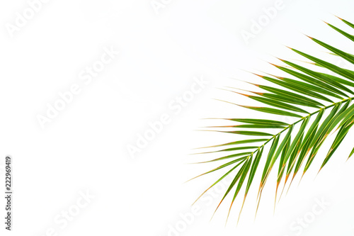 Close up of single green palm leaf isolated on white background, fresh exotic tree foliage, One plant leaf. Vacation and holiday concept. Copy spase, background, crop shot.
