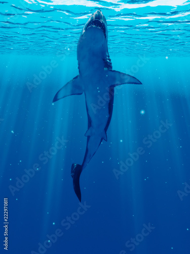 3d rendered illustration of a shark 