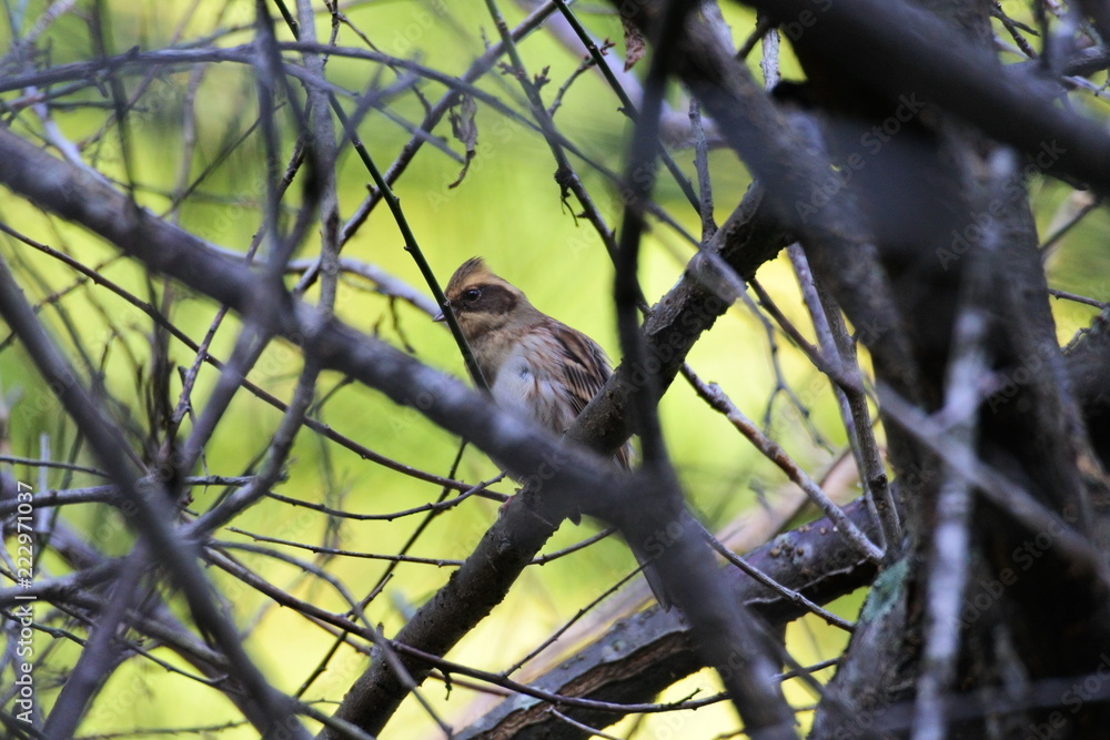 Obraz premium 深山のミヤマホオジロ