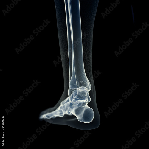 3d rendered medically accurate illustration of the skeletal foot