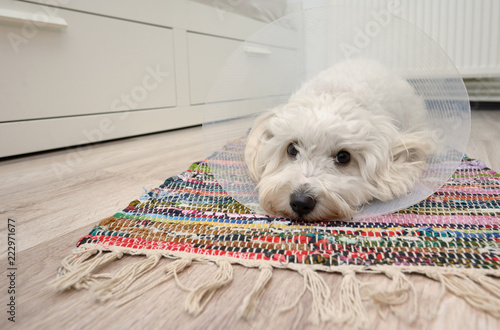 Maltese dog with plastic elizabethan (buster) collar photo