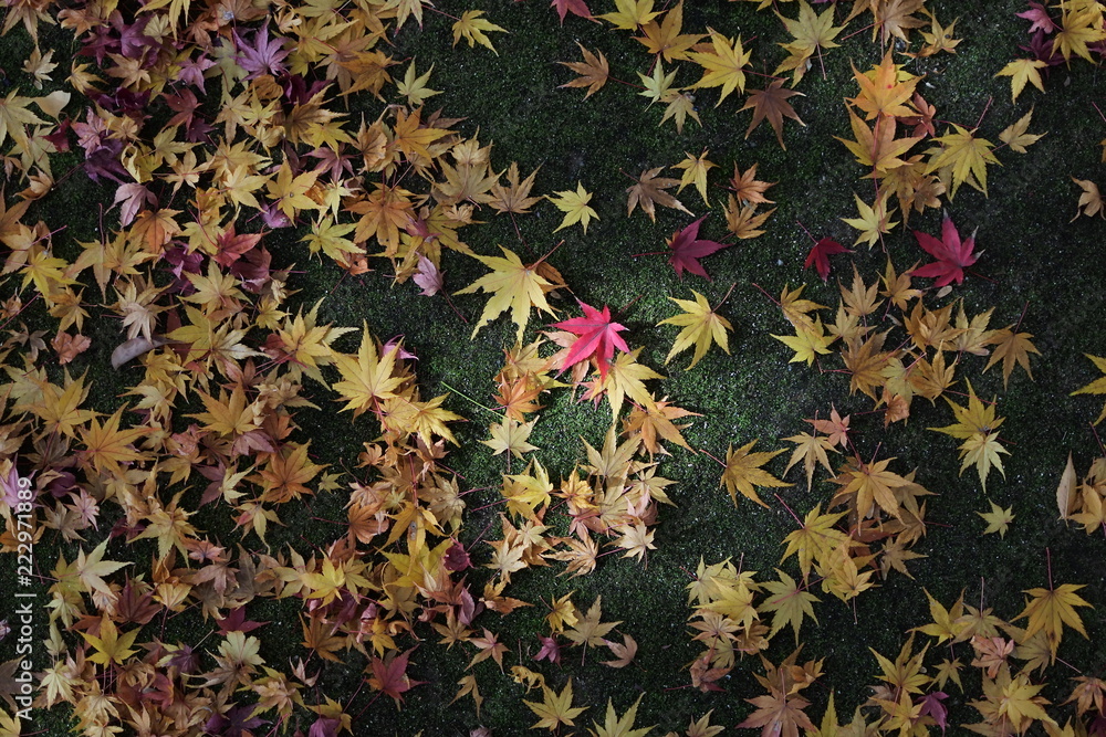 秋の風情、紅葉や黄葉 秋の風情、紅葉や黄葉