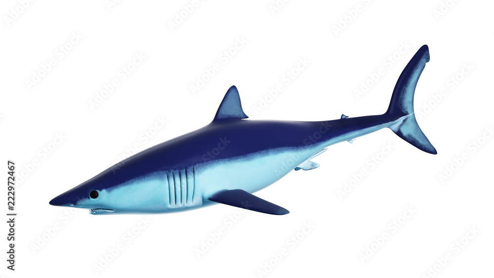 3d rendered illustration of a mako shark