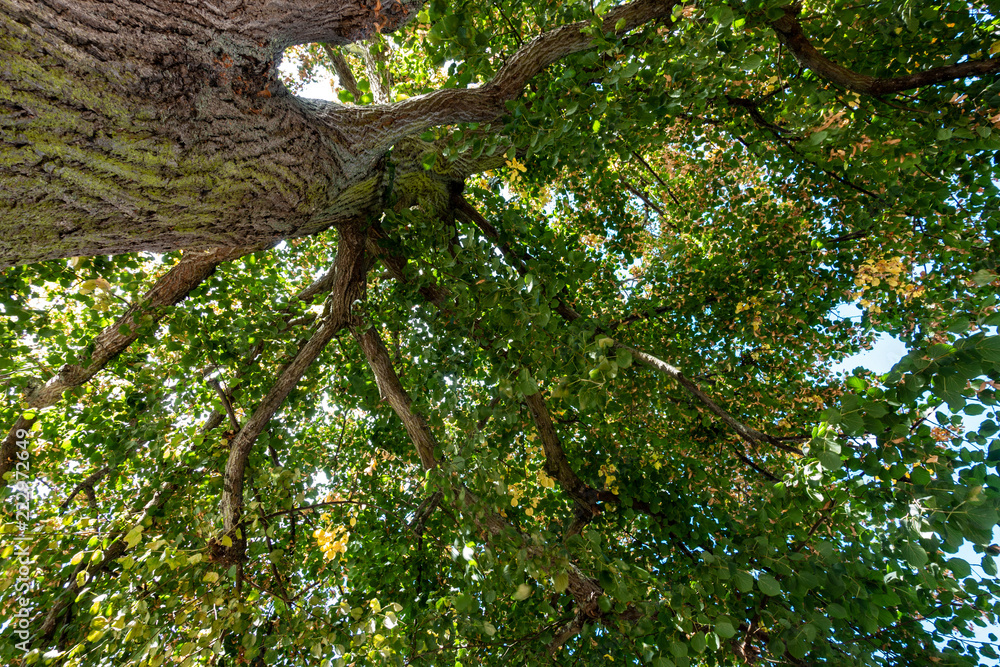 Fototapeta premium Looking up at the canopy of a tree.