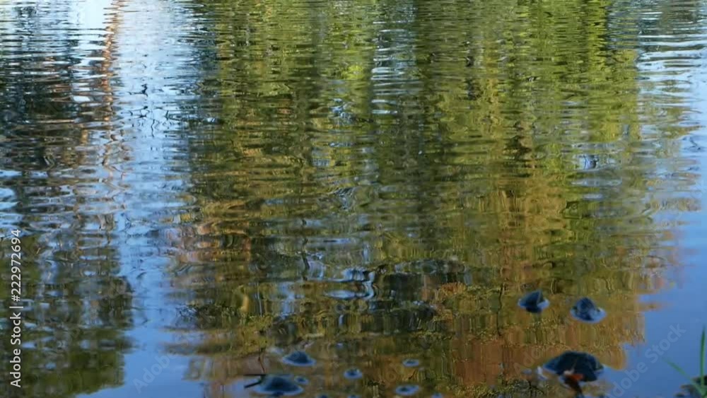 Background. Reflection of tree on the water surface. Zoom in. Pan. Background. Reflection of tree on the water surface. Zoom in. Pan.