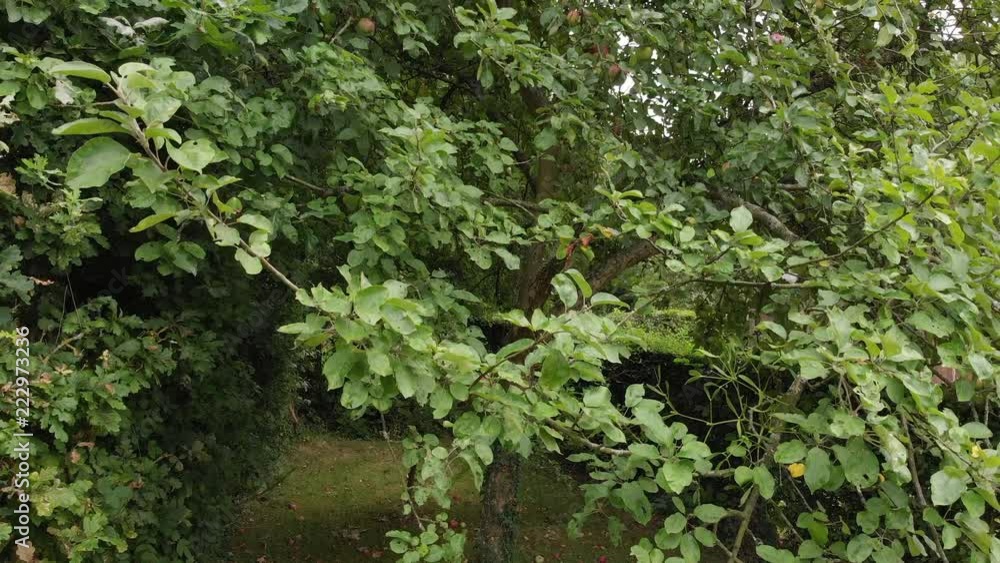 Apple tree, drone ascending to top. Apple tree, drone ascending to top.