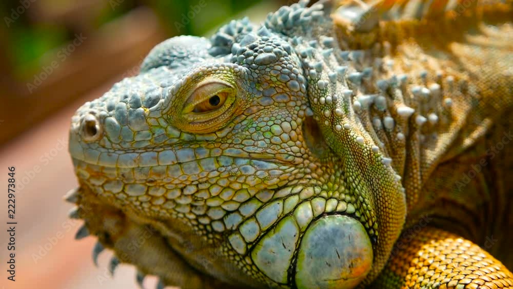 Sleeping dragon. Close-up portrait of a resting vibrant Lizard. Selective focus. Green Iguanas are native to tropical areas of Mexico, Central America, South America, and the Caribbean Sleeping dragon. Close-up portrait of a resting vibrant Lizard. Selective focus. Green Iguanas are native to tropical areas of Mexico, Central America, South America, and the Caribbean