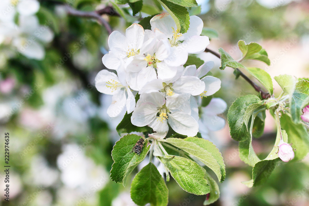 early spring flowering apple tree with bright white flowers early spring flowering apple tree with bright white flowers