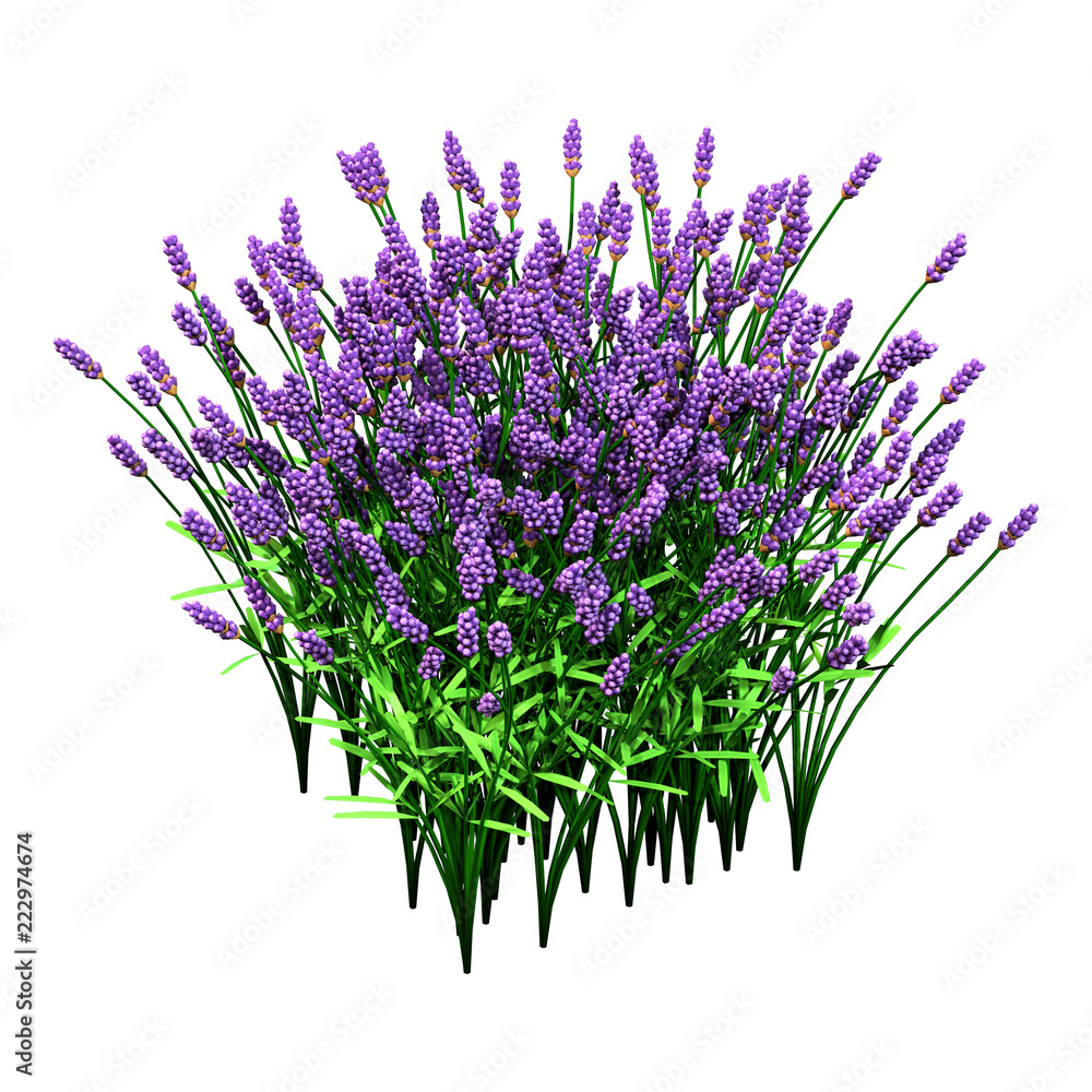 Fototapeta premium 3D Rendering Lavender Flowers on White