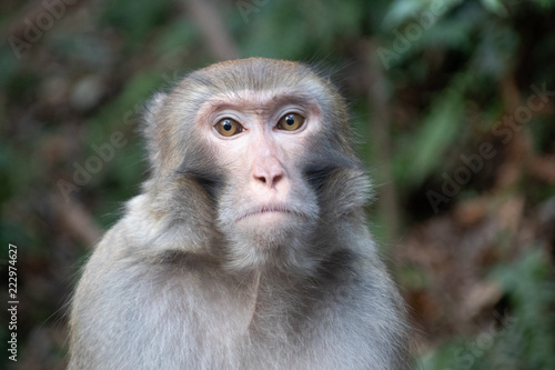 Chinese Macaque