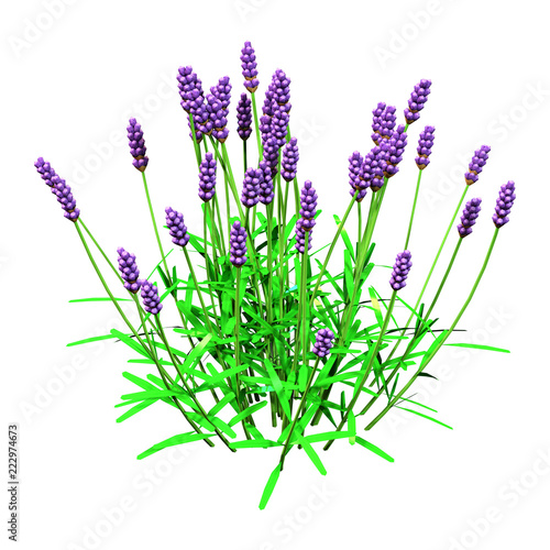 3D Rendering Lavender Flowers on White