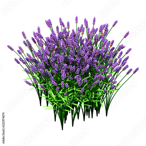 Fototapeta Naklejka Na Ścianę i Meble -  3D Rendering Lavender Flowers on White