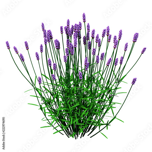 Fototapeta Naklejka Na Ścianę i Meble -  3D Rendering Lavender Flowers on White