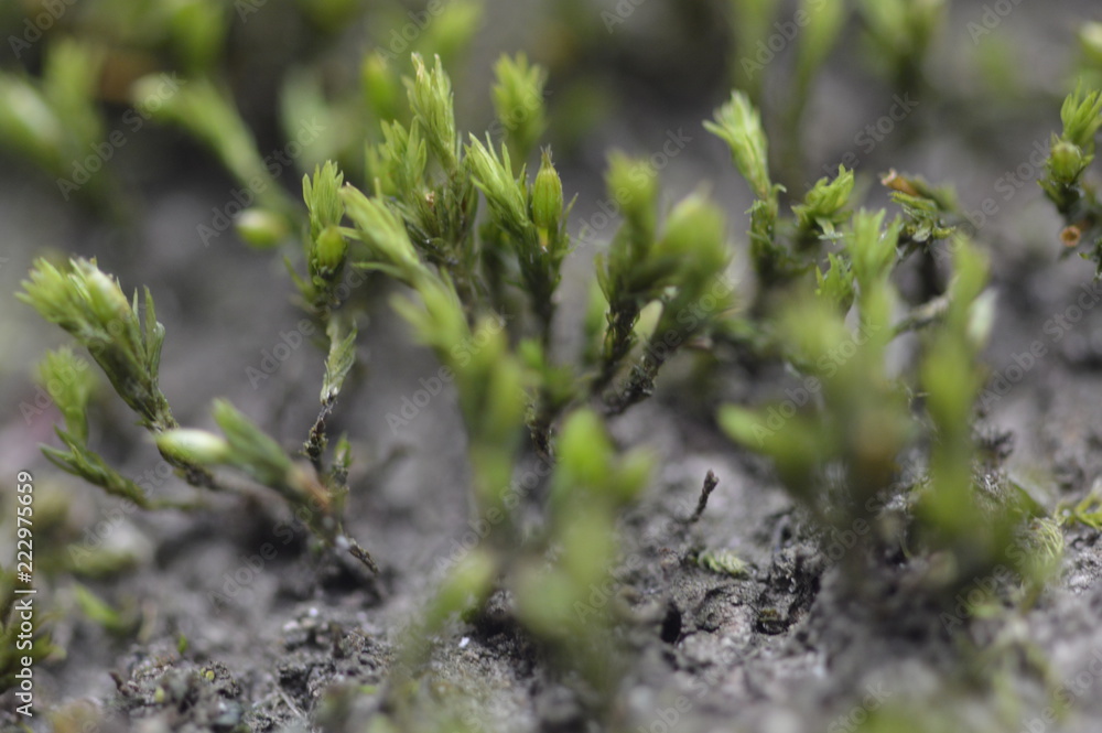 moss super macro moss super macro