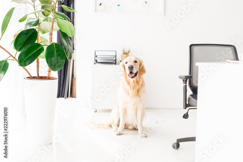 golden retriever dog sitting on floor near plant