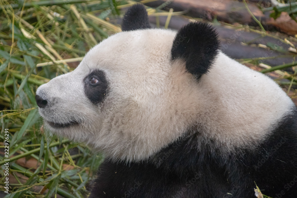 Chinese Pandas Chinese Pandas