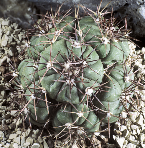 Cactus. Echinocactus horizonthalonius. A unique studio photographing with a beautiful  imitation of natural conditions on a stones background. photo