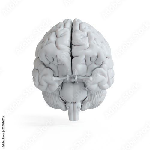 3d rendered illustration of a white brain