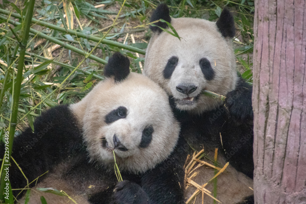 Fototapeta premium Chinese Pandas