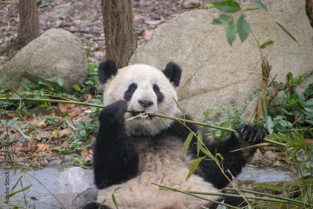 Fototapeta premium Chinese Pandas