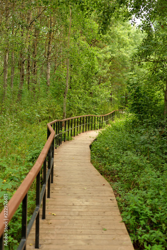 Ecological path in deciduous forest at summer.