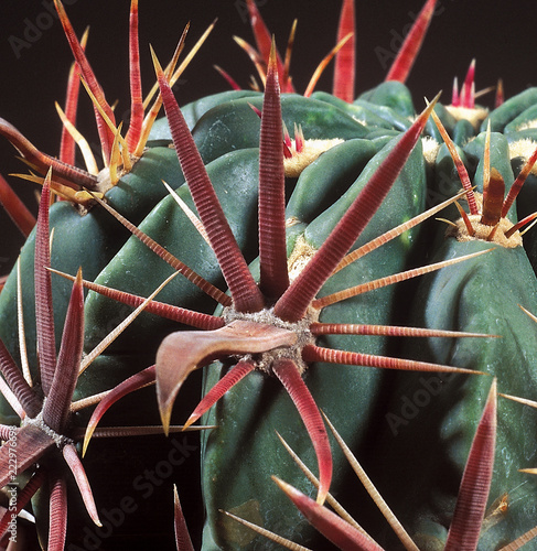 Cactus. Ferocactus latispinus thorn. A unique studio photographing with a beautiful  imitation of natural conditions on a black background. photo