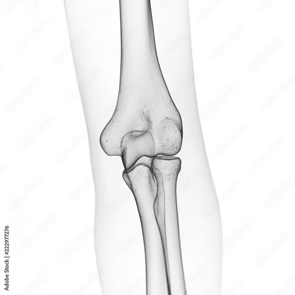 3d rendered medically accurate illustration of the skeletal elbow 3d rendered medically accurate illustration of the skeletal elbow