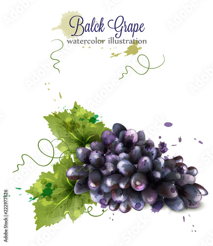 Grape watercolor Vector on white background. Vintage autumn fall harvest templates