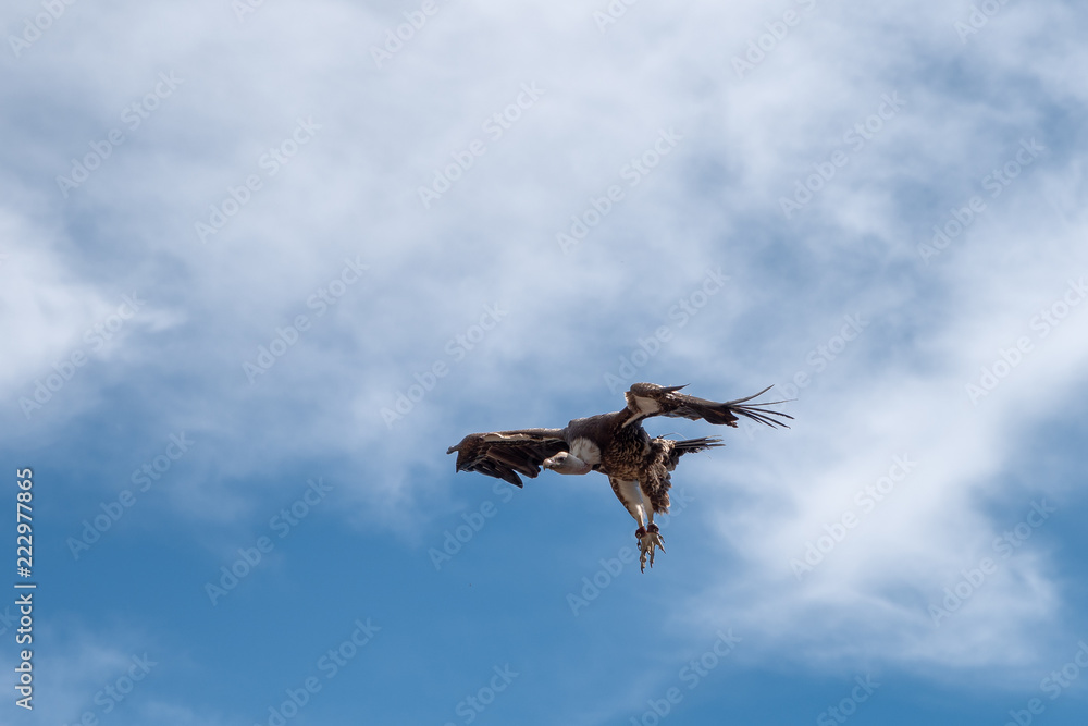 Fototapeta premium vulture in flight