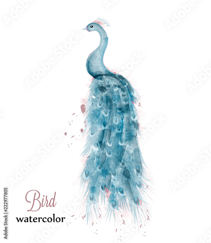 Blue peacock watercolor Vector. Blue colorful bird illustration painted style