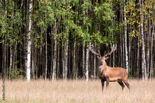 Red deer stag with big horns looking at camera against green birch forest. Cervus Elaphus. Natural habitat.