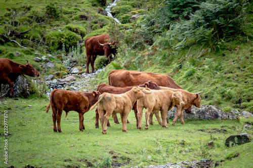 Vaches broutant l'herbe dans la nature