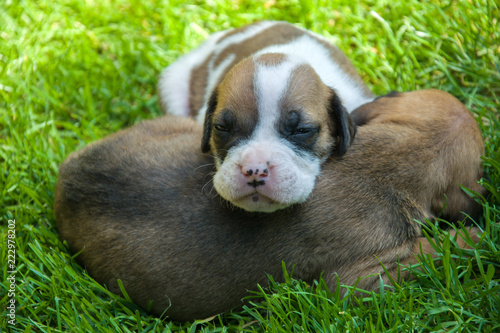 Fototapeta Naklejka Na Ścianę i Meble -  Two boxer puppies lying on the grass