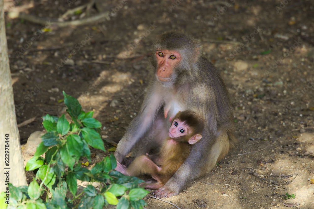 monkey island monkey island
