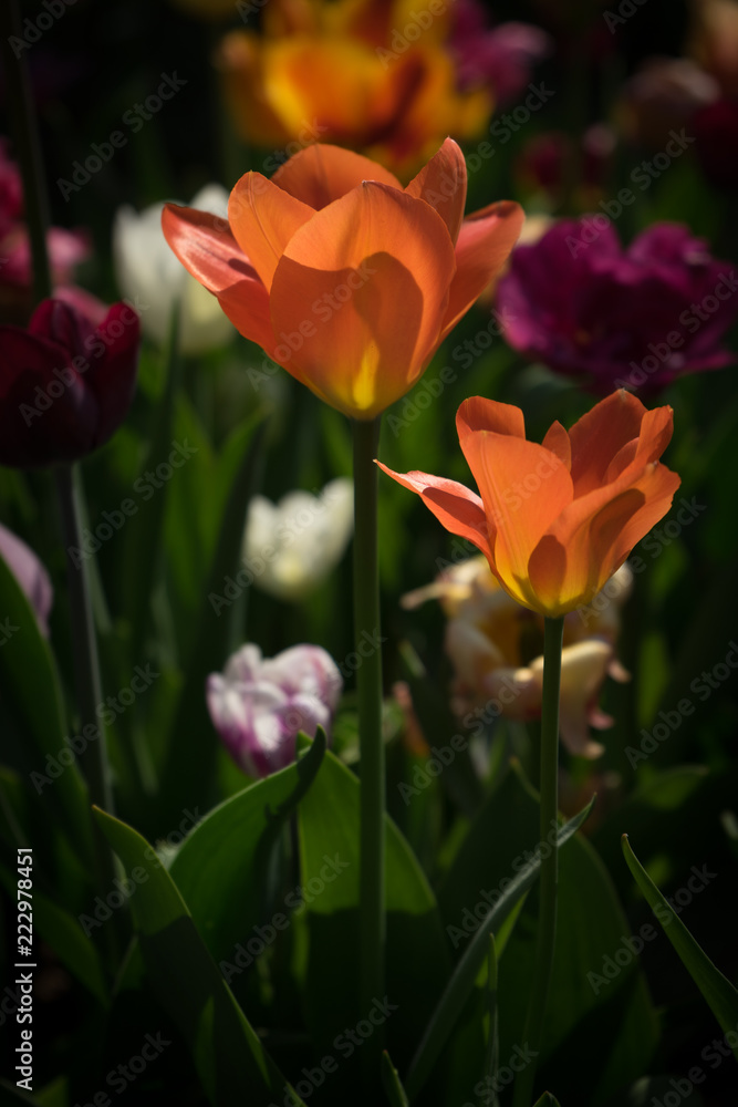 Netherlands,Lisse, a close up of a flower Netherlands,Lisse, a close up of a flower