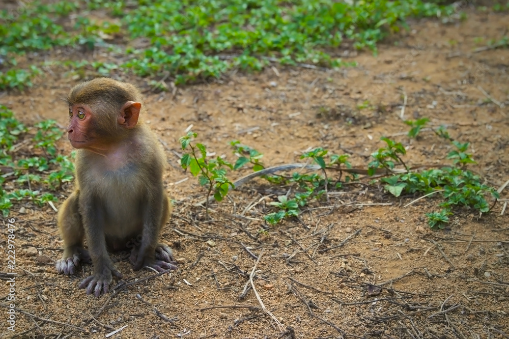 Fototapeta premium Vietnam. Nha Trang City, monkey island
