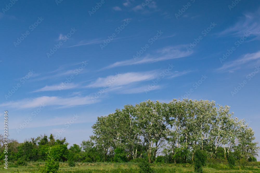 Obraz premium Beautiful cirrus cloud