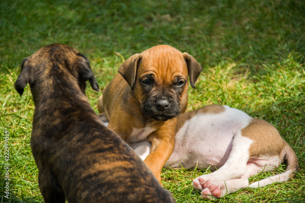 Boxer puppies lying on green grass
