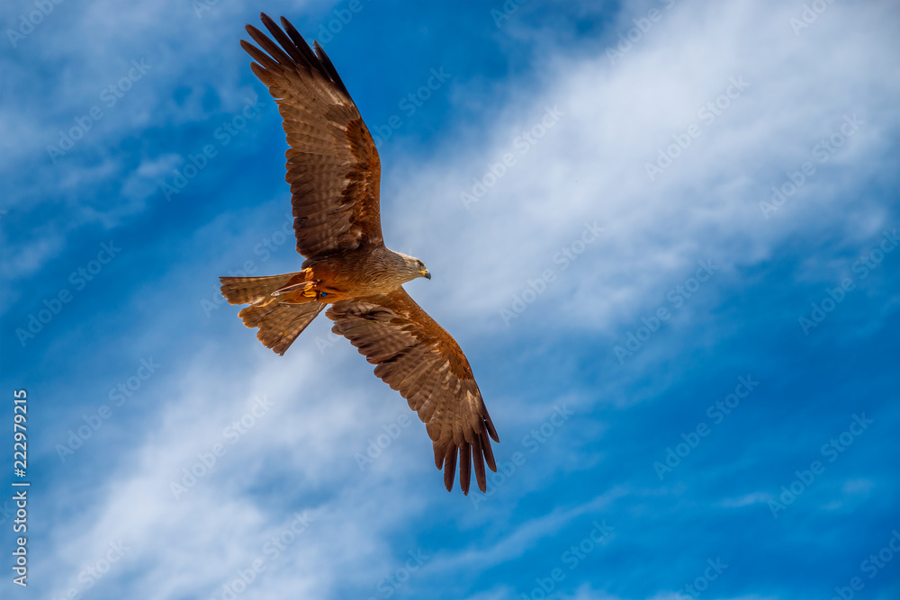 Obraz premium falcon in flight