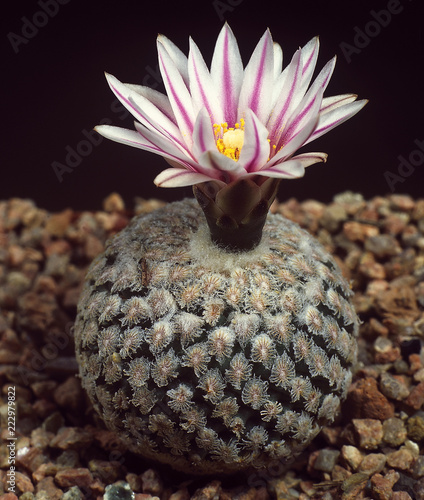 Cactus. Turbinicarpus valdezianus with flower. A unique studio photographing with a  beautiful imitation of natural conditions on a black background.