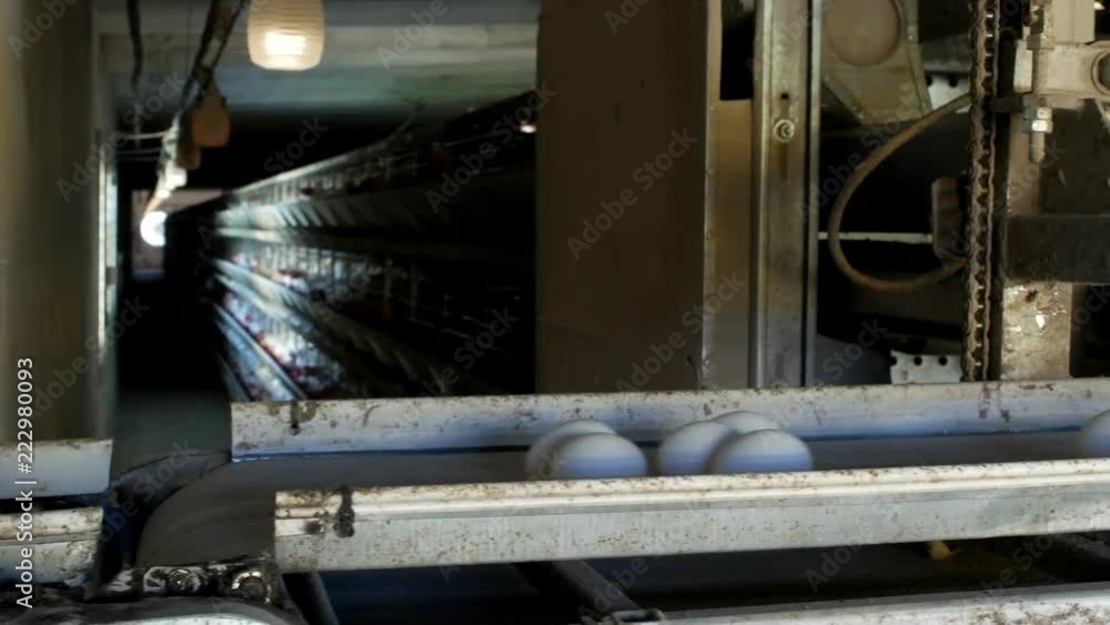 Poultry factory for making chicken eggs, chicken eggs go by conveyor, close-up, broilers Poultry factory for making chicken eggs, chicken eggs go by conveyor, close-up, broilers