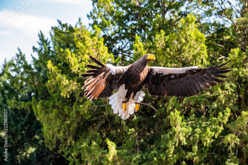 American eagle in flight