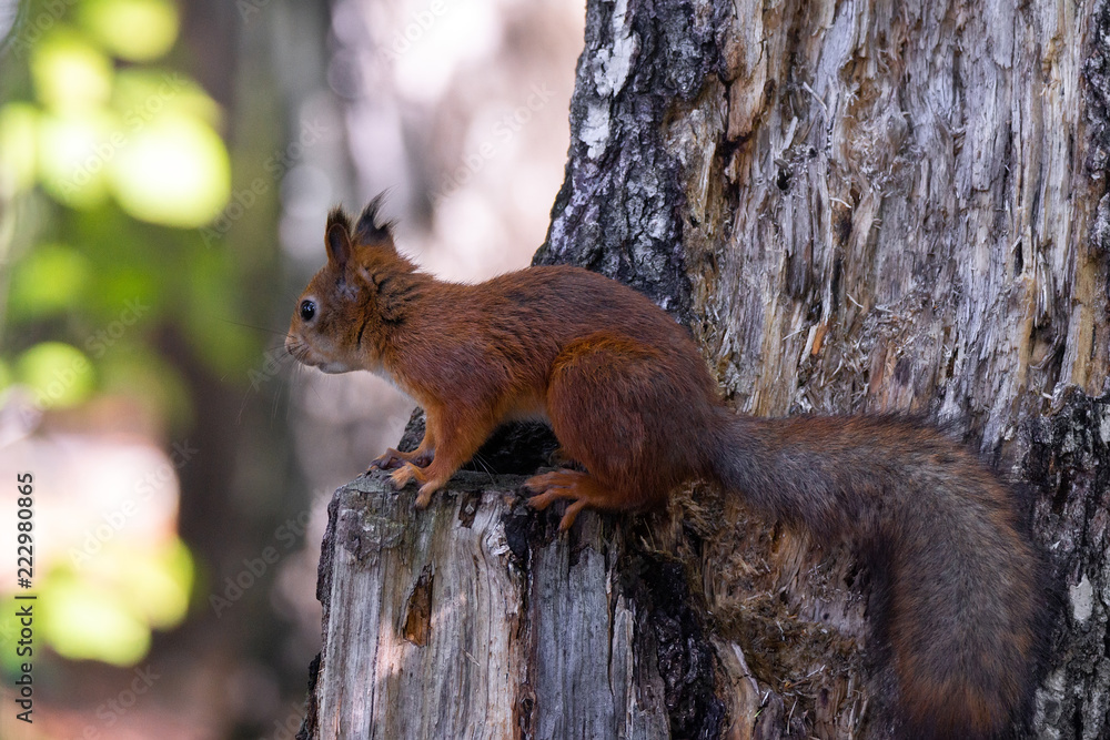Obraz premium squirrel on the tree