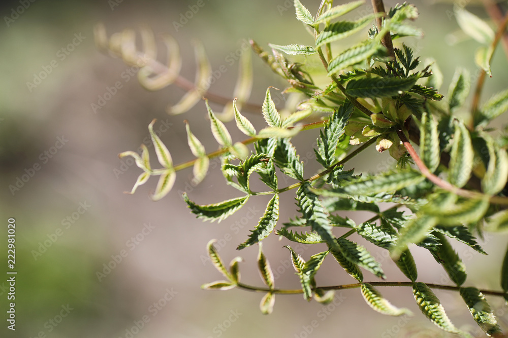 Spring nature. Leaves and bushes with the first green leaves in Spring nature. Leaves and bushes with the first green leaves in