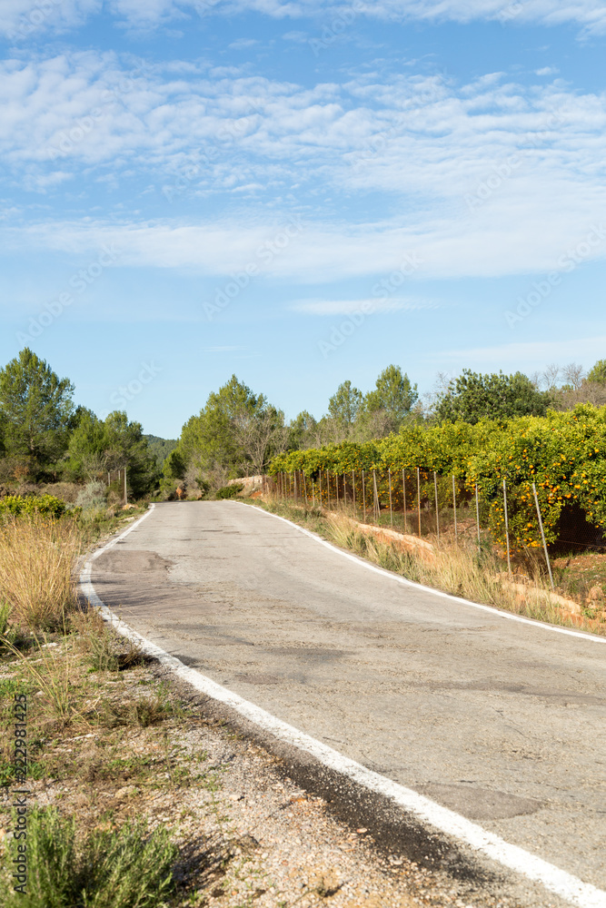 Clementinodling vid asfaltsväg i Spanien