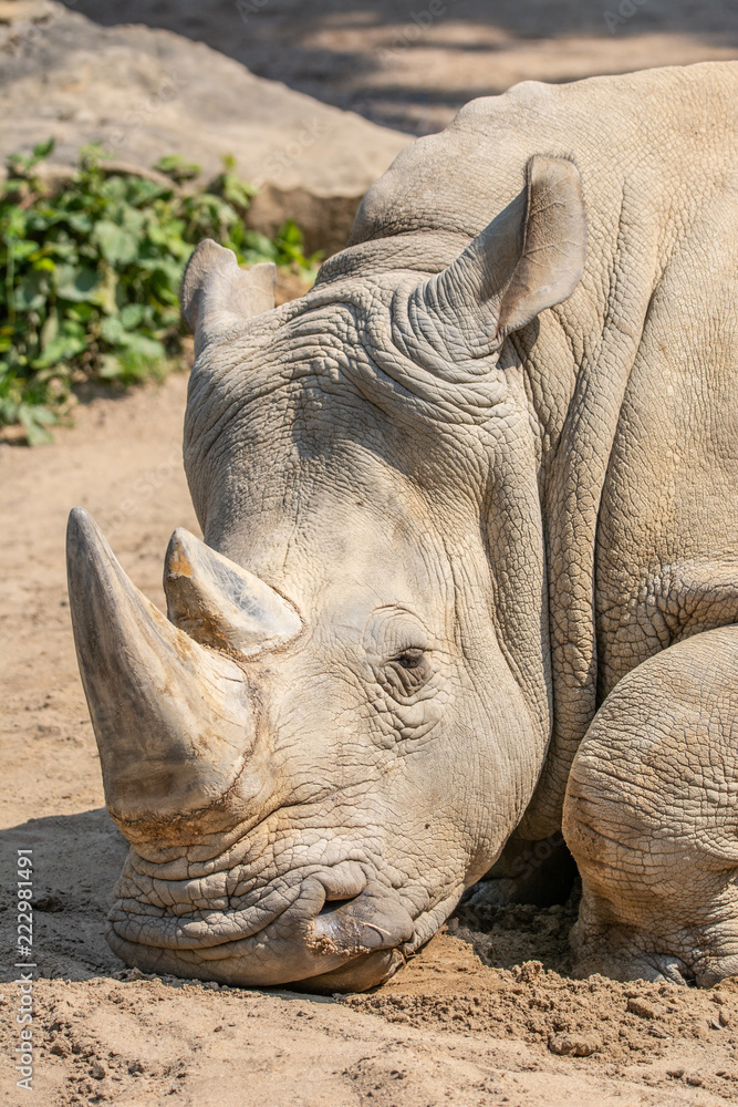 Obraz premium Nashorn 3