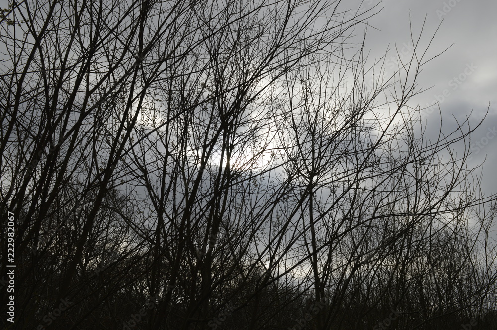 silhouetted bare branches silhouetted bare branches