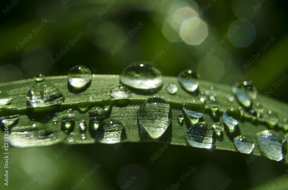 Sparkling rain drops on the grass on sunny summer day Sparkling rain drops on the grass on sunny summer day